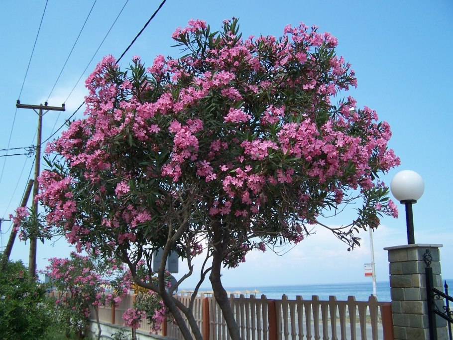 Южный кустарник Алиандр