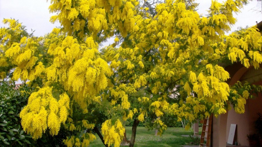 Акация серебристая Мимоза