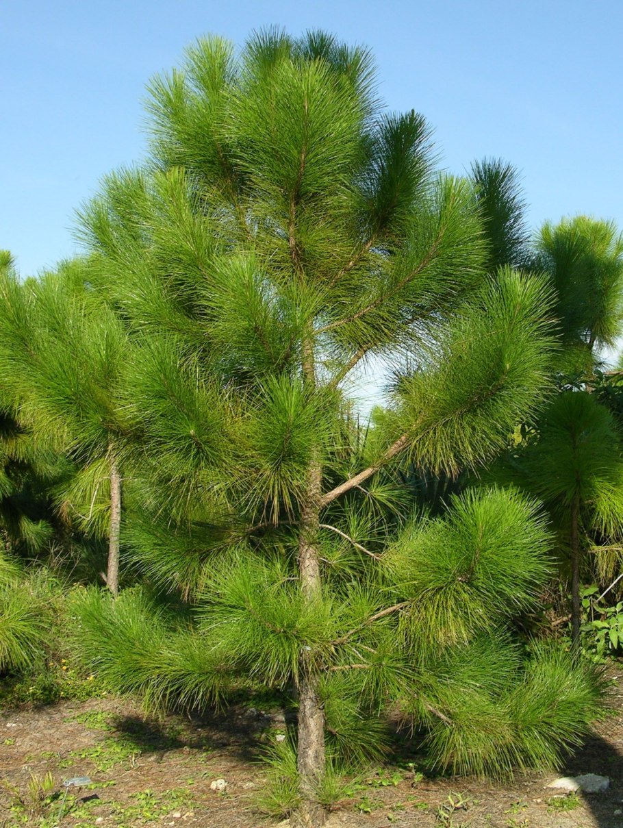 Сосна желтая Pinus Ponderosa