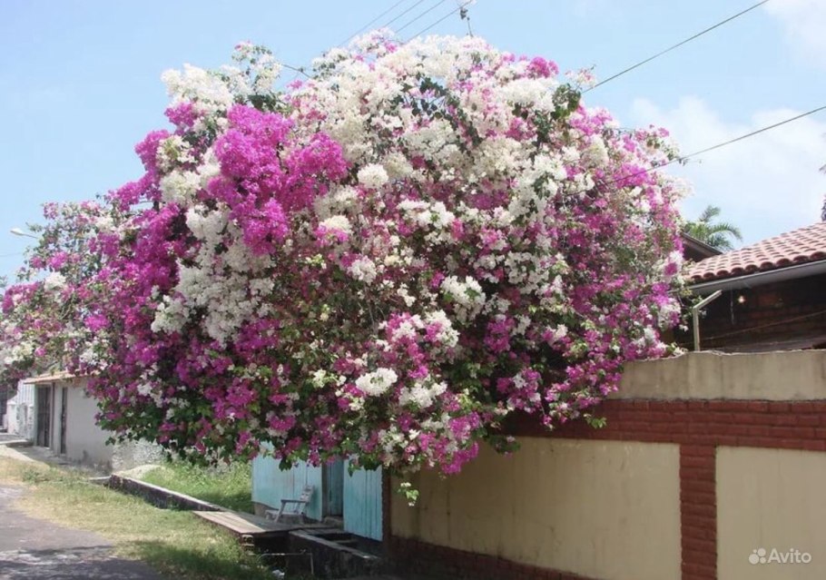Кустарник бугенвиллия