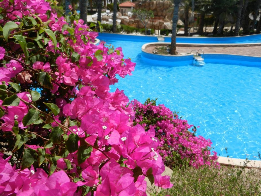 Турецкий цветок бугенвиллия