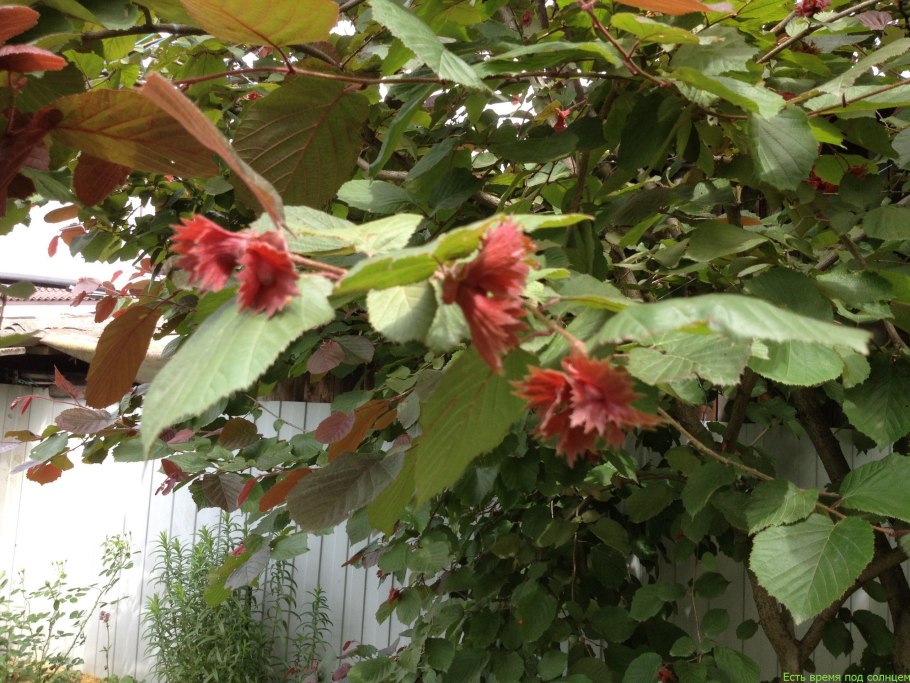 Орешник в Башкирии