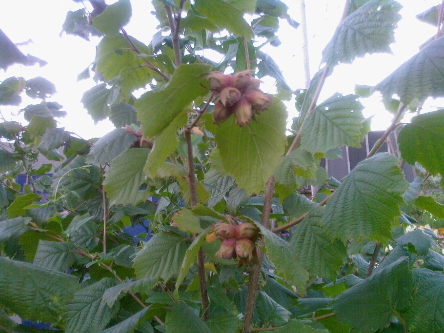 Орешник в Турции плантации ореха