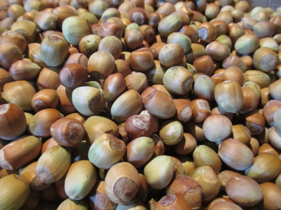 Лещина обыкновенная (Лесной орех)