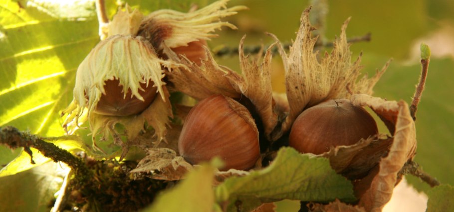 Лещина обыкновенная зона USDA