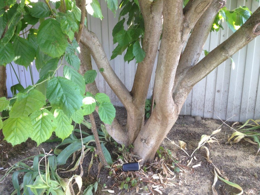 Грецкий орех Самохваловичский