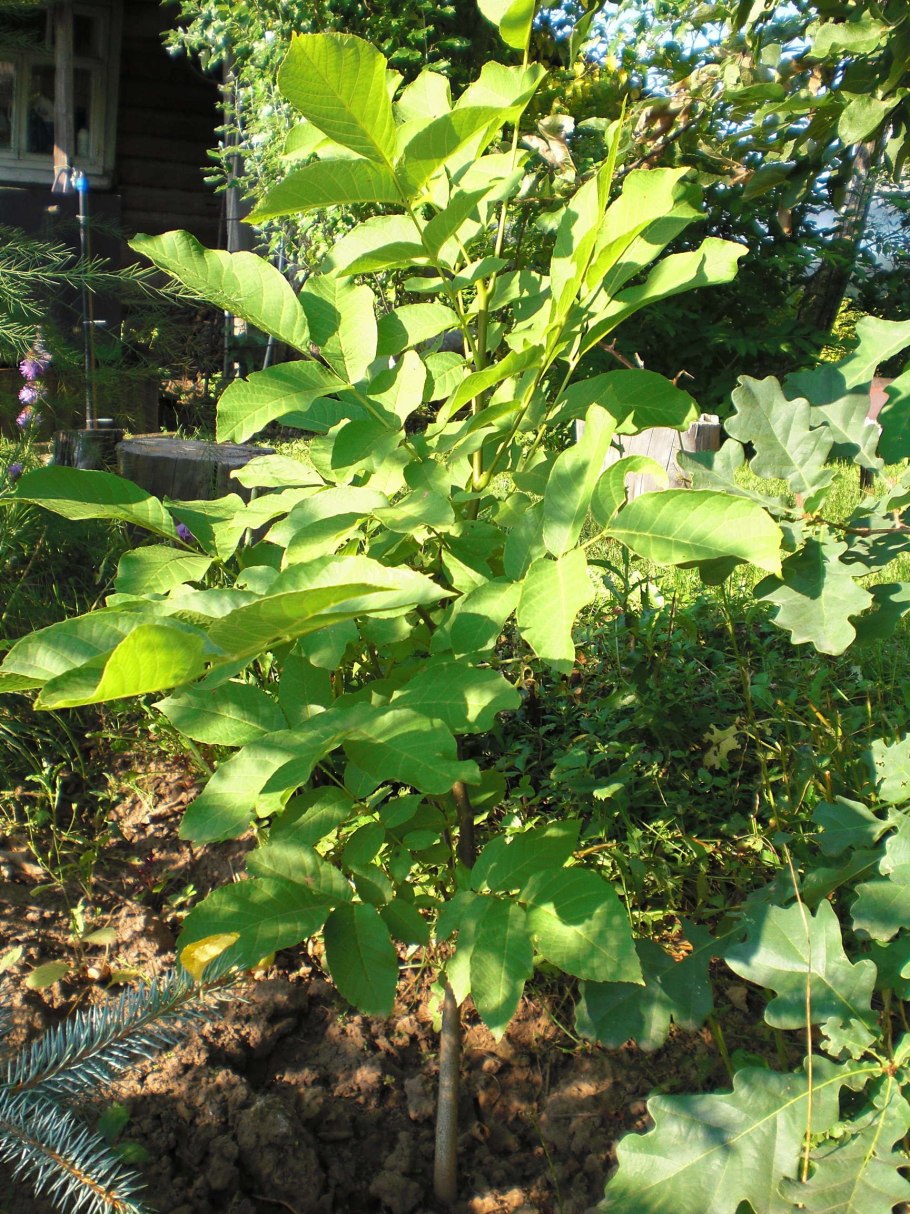 Уральский фундук лещина дерево