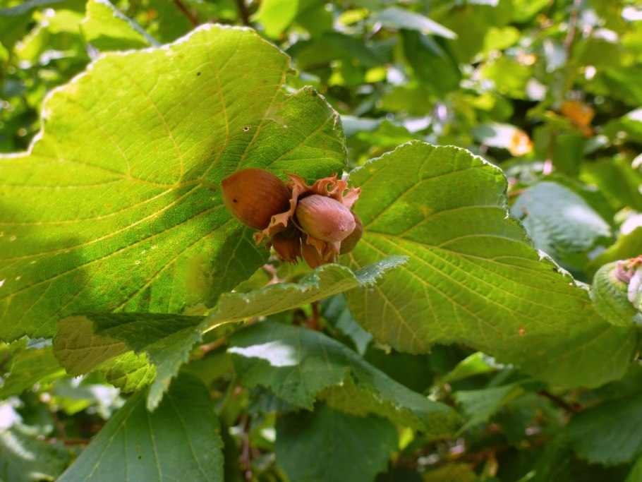 Пузыреплодник диабло
