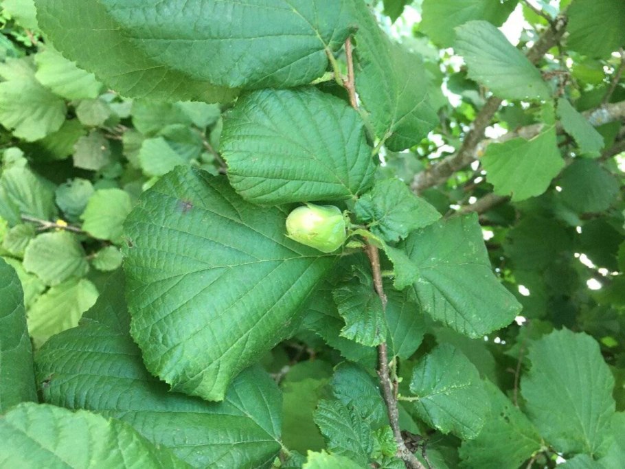 Лещина обыкновенная Пурпуреа