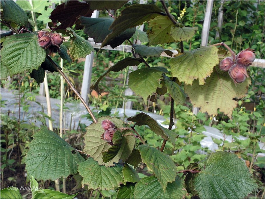 Лесной орех на даче