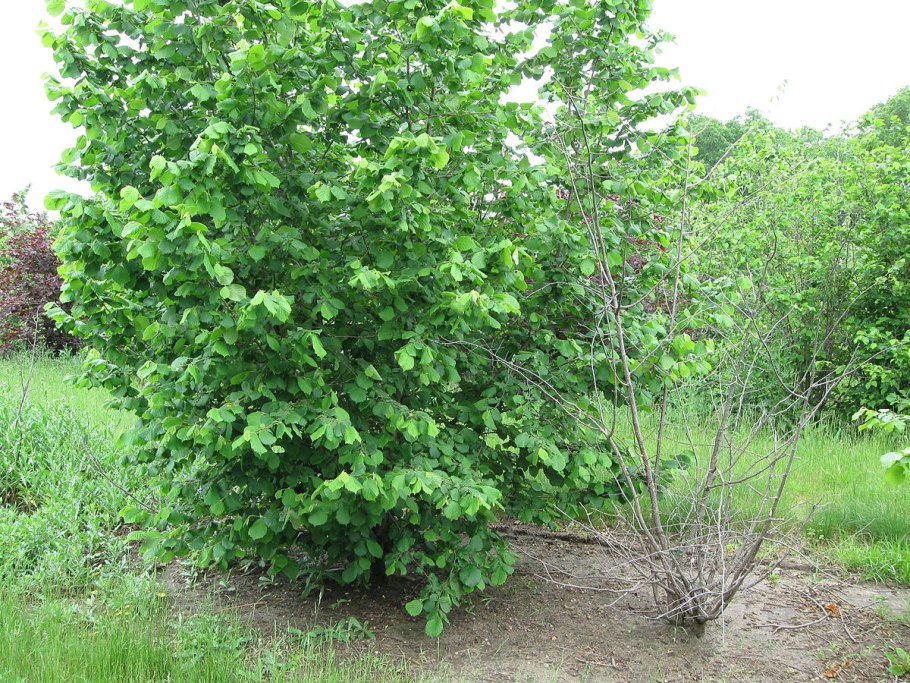 Грецкий орех дерево в Подмосковье