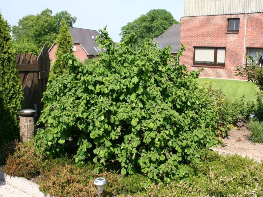 Лесной орех лещина