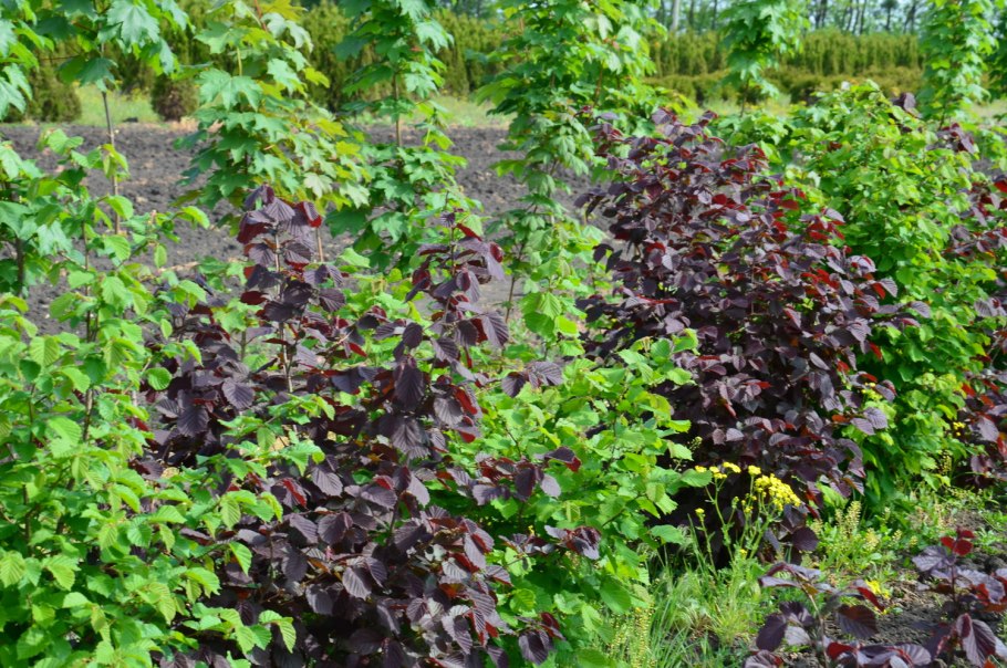 Фундук плодоношение