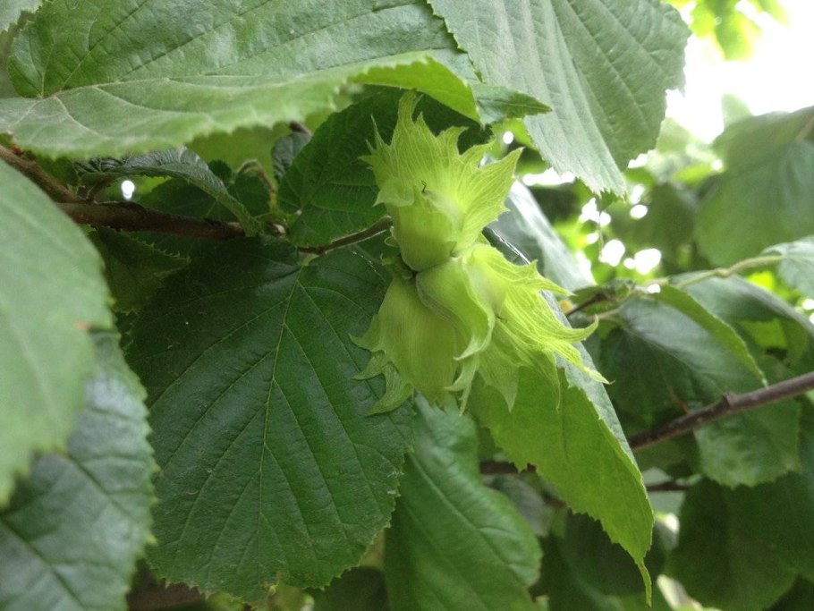 Фундук зеленолистный