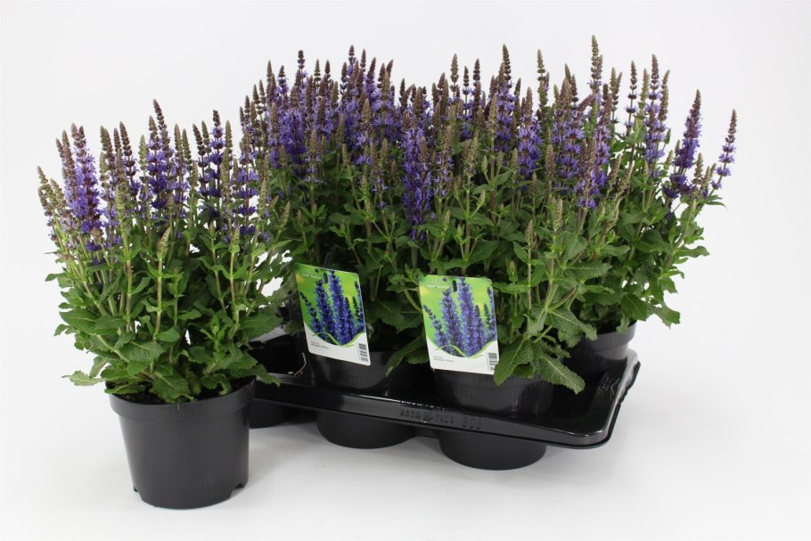 Salvia nemorosa "Sensation Deep Blue"
