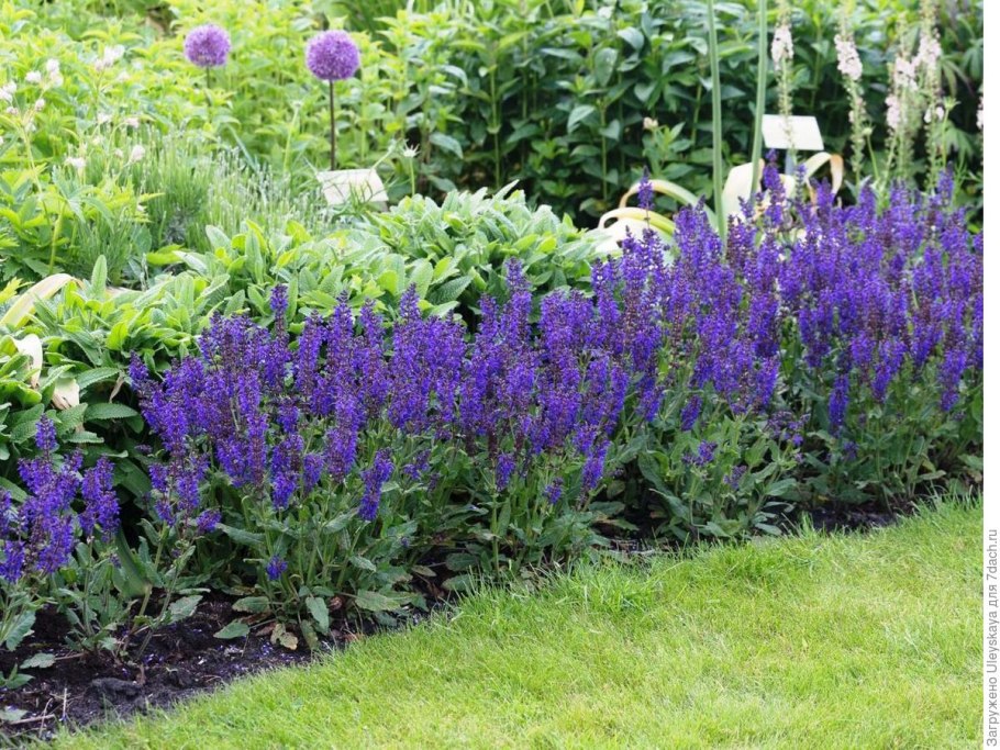 Шалфей Дубравный Остфрисланд