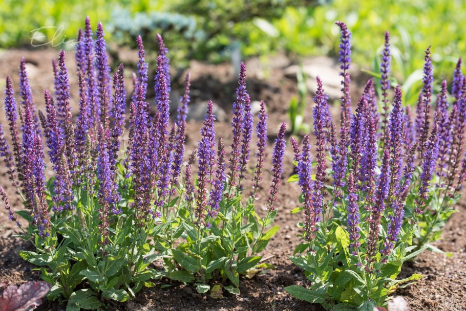 Шалфей Дубравный Остфризленд