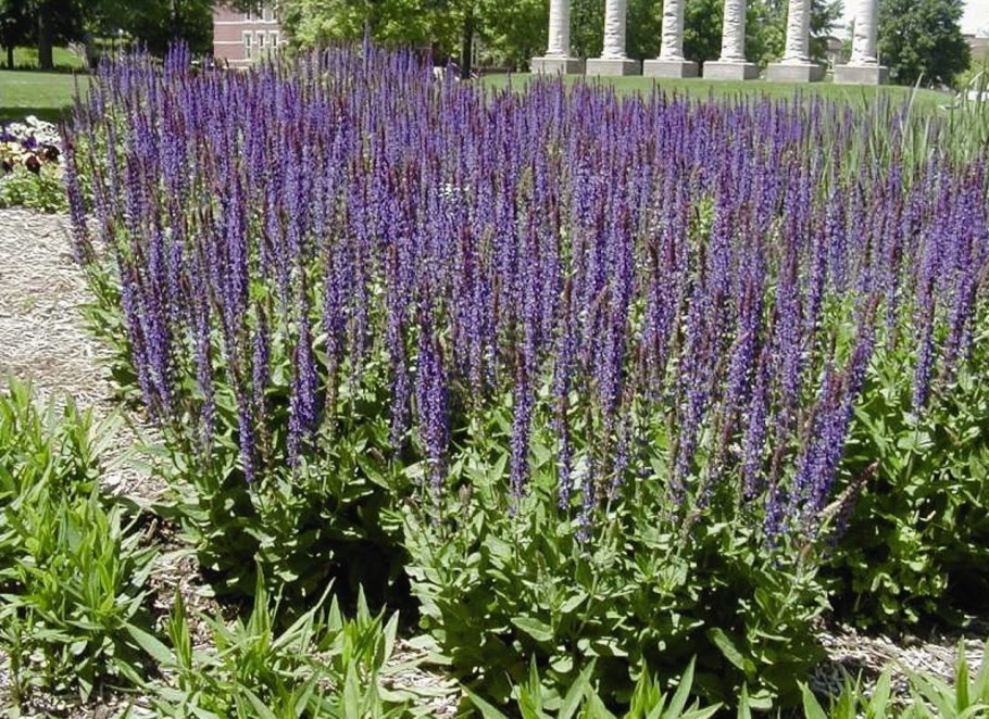 Шалфей Дубравный Viola Klose