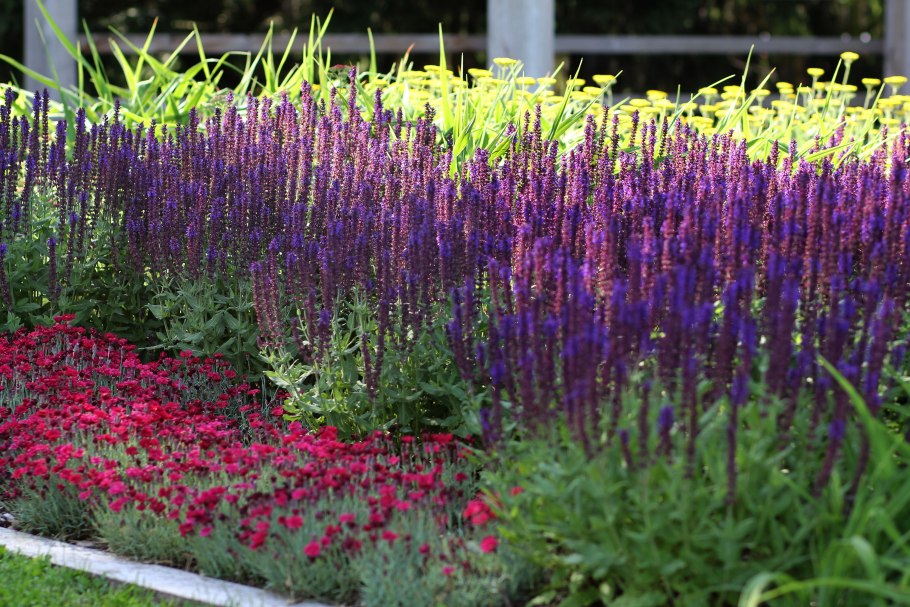 Шалфей Дубравный