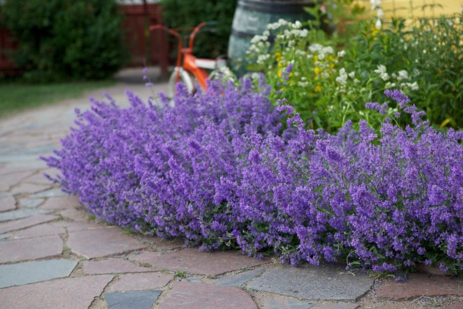 Котовник Фассена