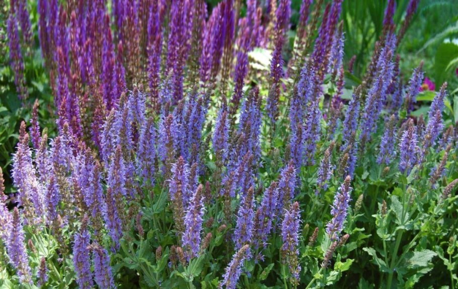 Шалфей Дубравный 'Mainacht'