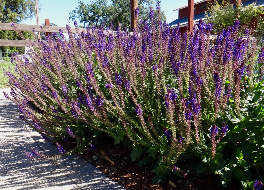 Шалфей Дубравный 'Mainacht'