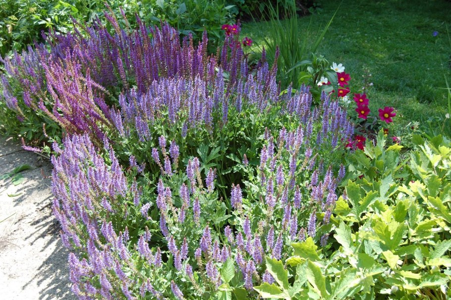 Шалфей Дубравный куст