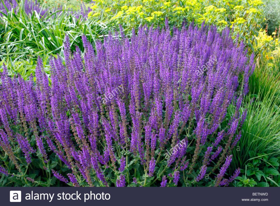 Шалфей Дубравный 'violettkonigin'