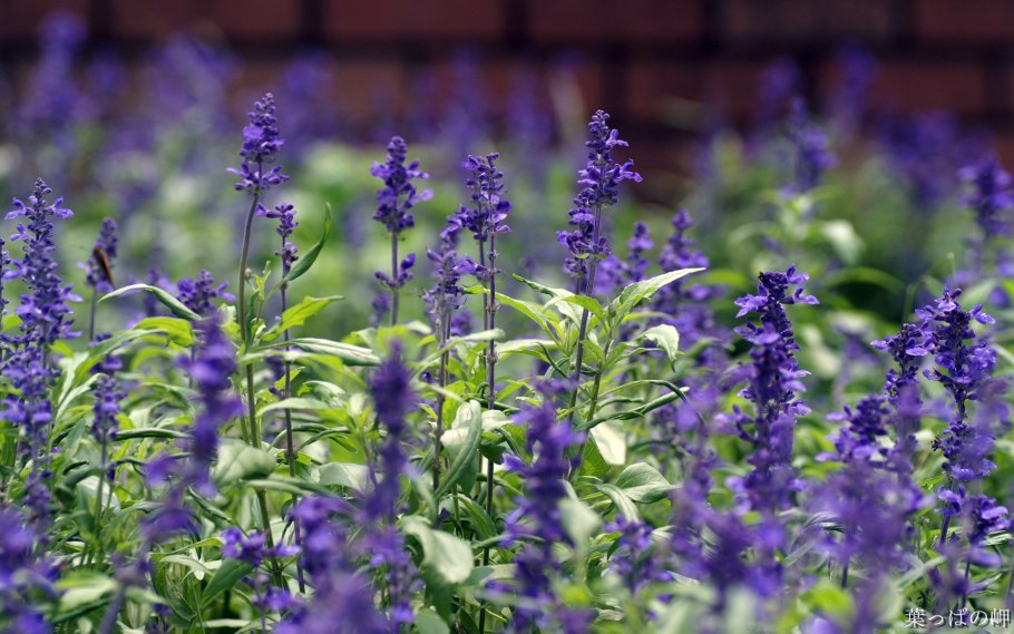 Шалфей горный