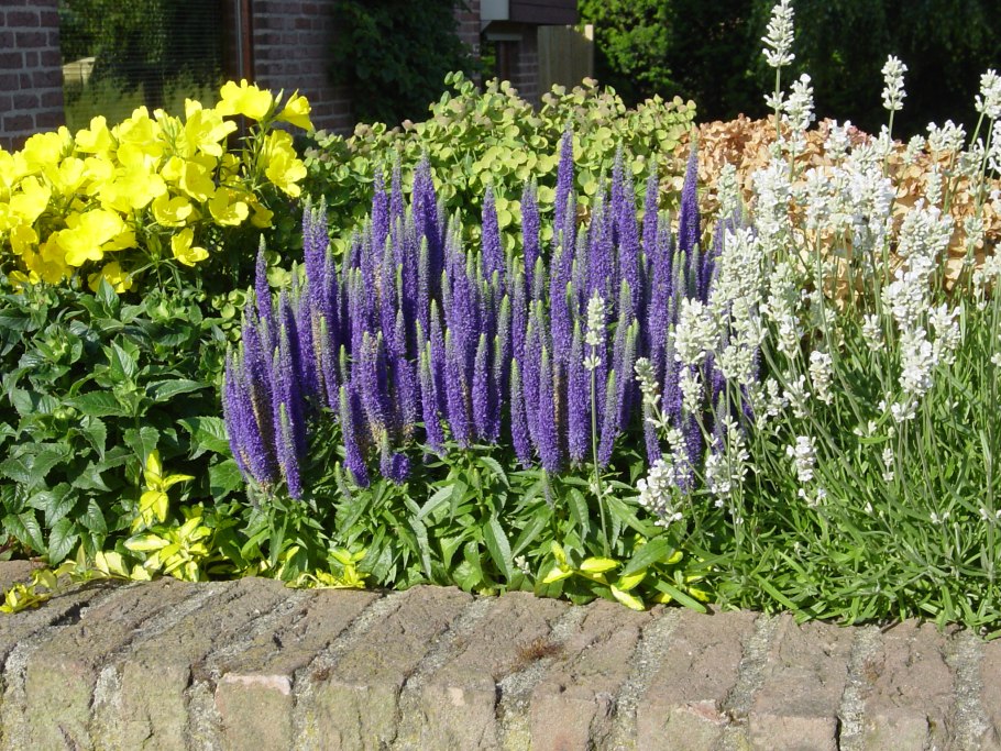 Вероника колосковая Ройял Кэндлс