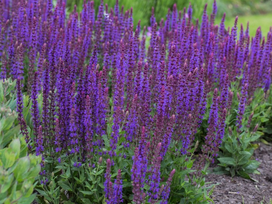 Шалфей Salvia nemorosa Ostfriesland