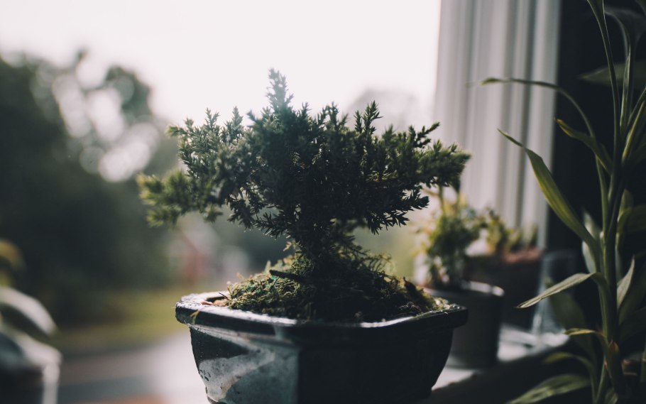 Растения из пинтереста