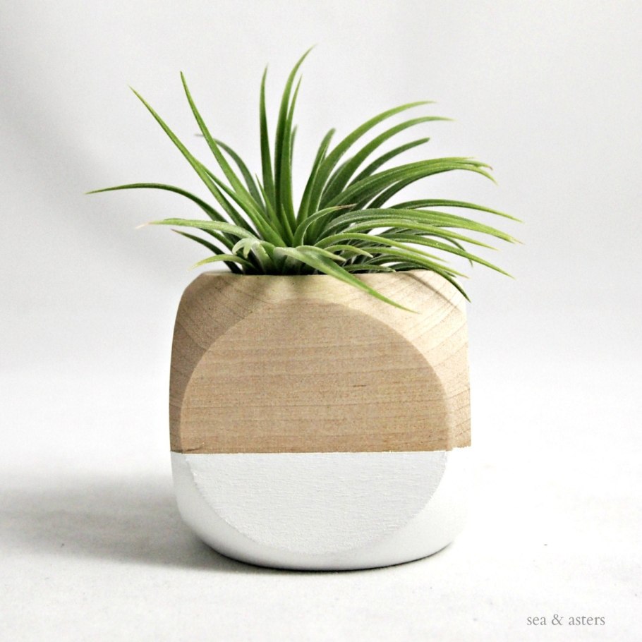 Растения Эстетика Минимализм