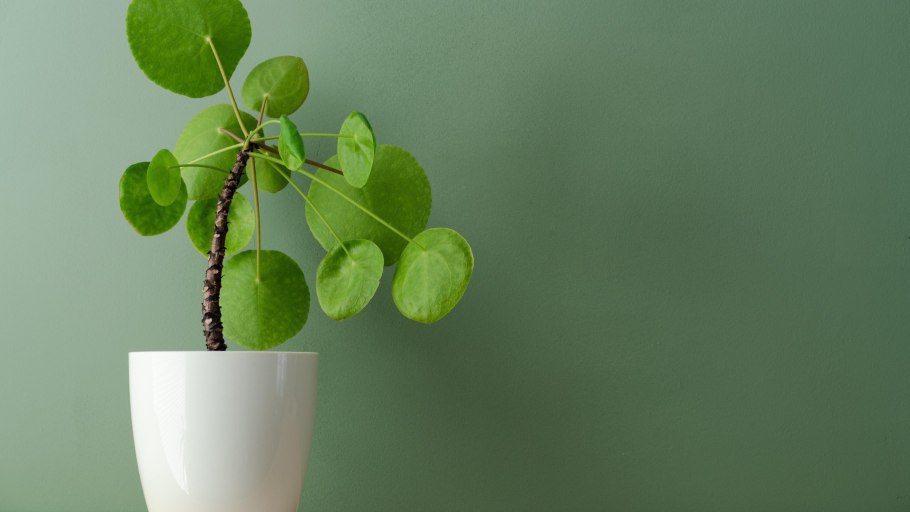 Флэтлэй Суккуленты