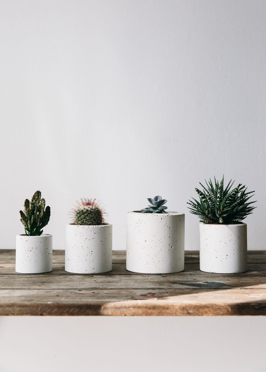 Росток дерева