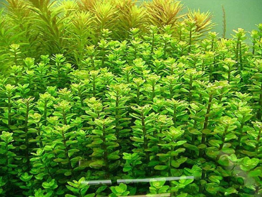 Аммания бонсай (Ammania SP.«Bonsai»)