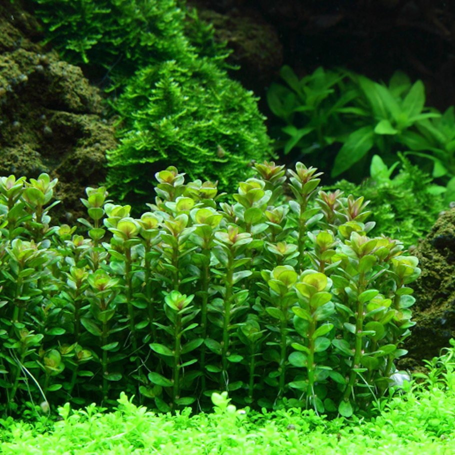 Ротала Индика Rotala Indica