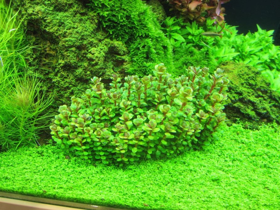 Ammania SP. Bonsai