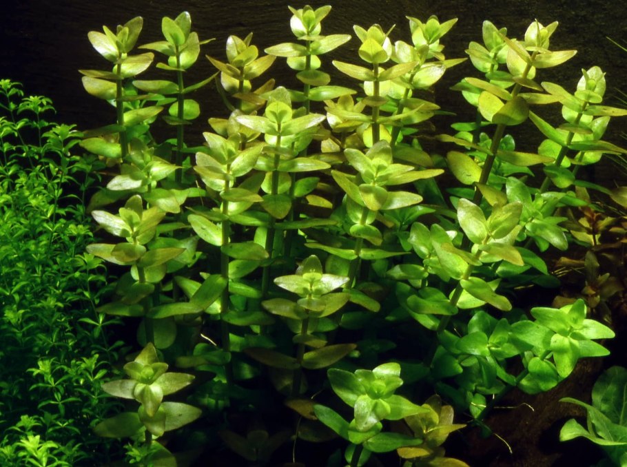 Rotala macrandra 1-2-grow