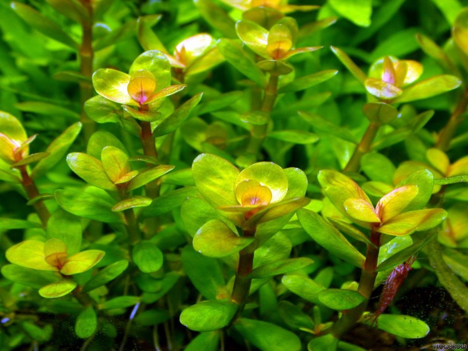 Ammania SP. Bonsai
