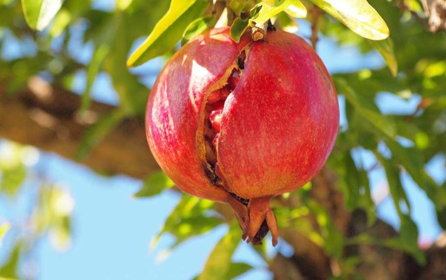 Гранат Гюлоша