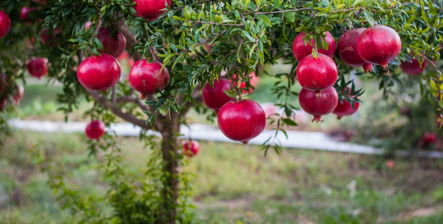 Гранат сорта Гюлоша