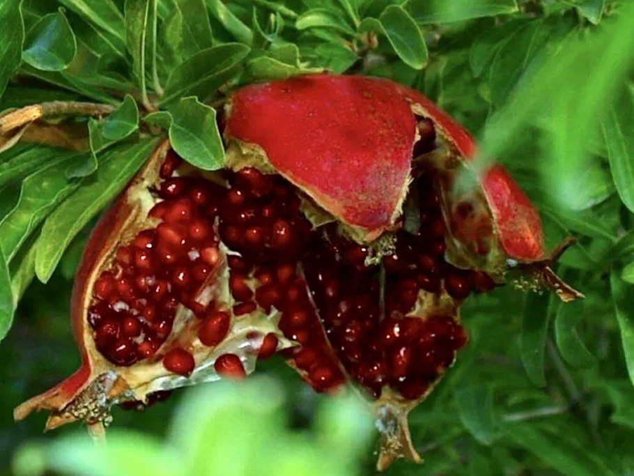 Плод граната