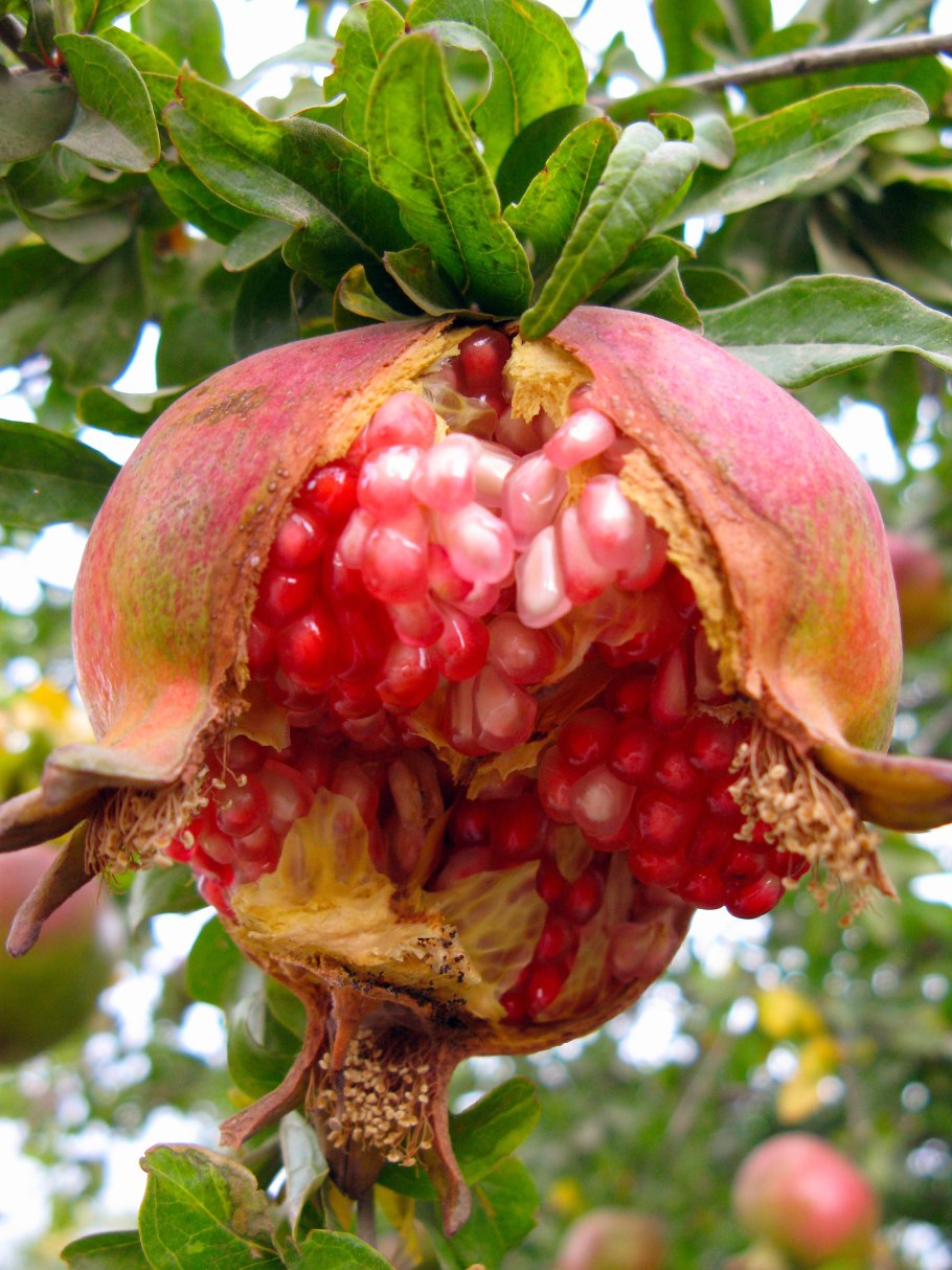 Гранат цветет