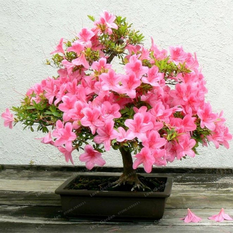 Бонсай Азалия