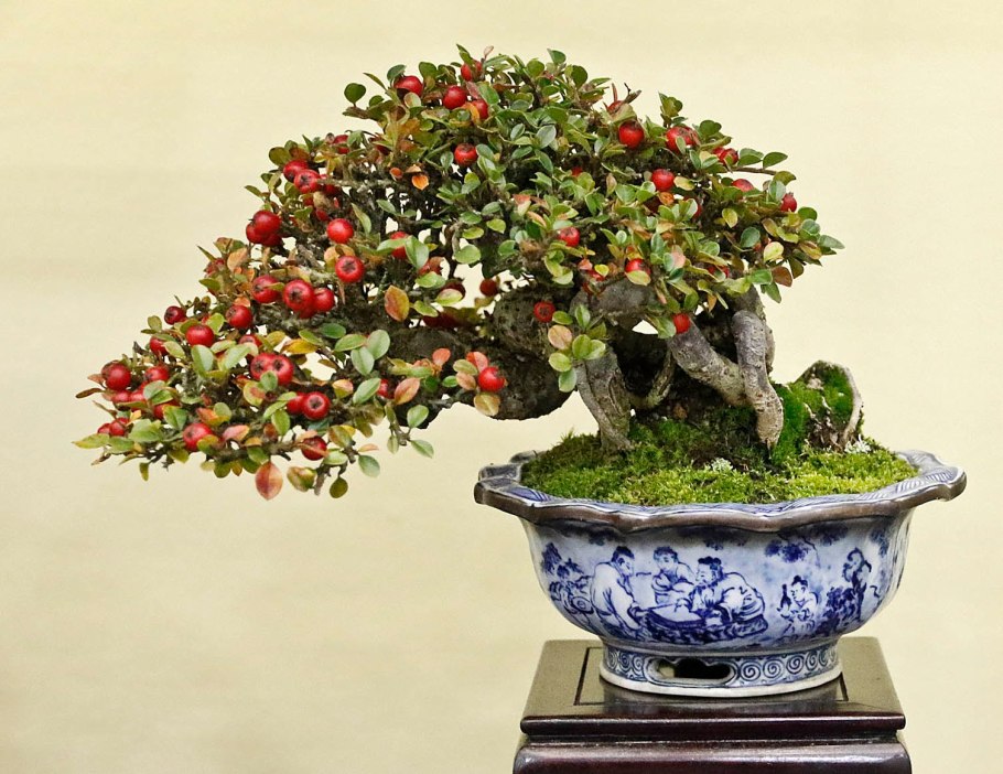Cotoneaster бонсай