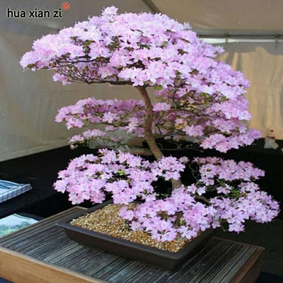 Семена дерева бонсай