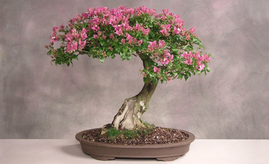 Мирт бонсай