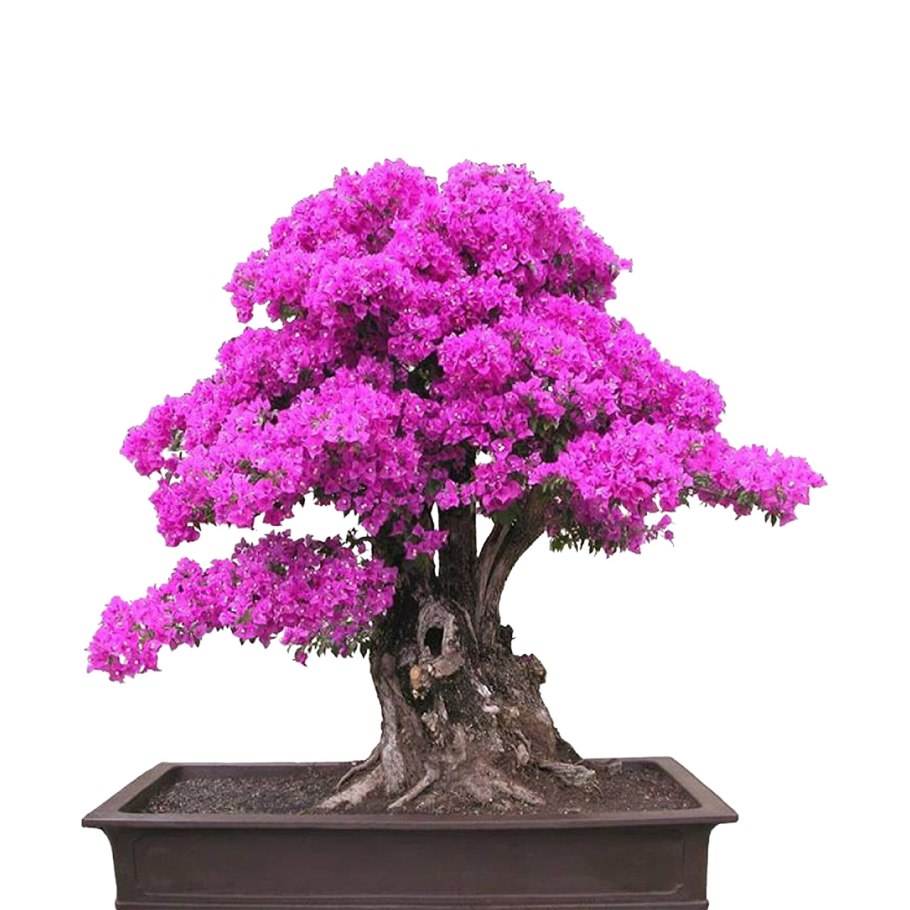 Церцис канадский бонсай