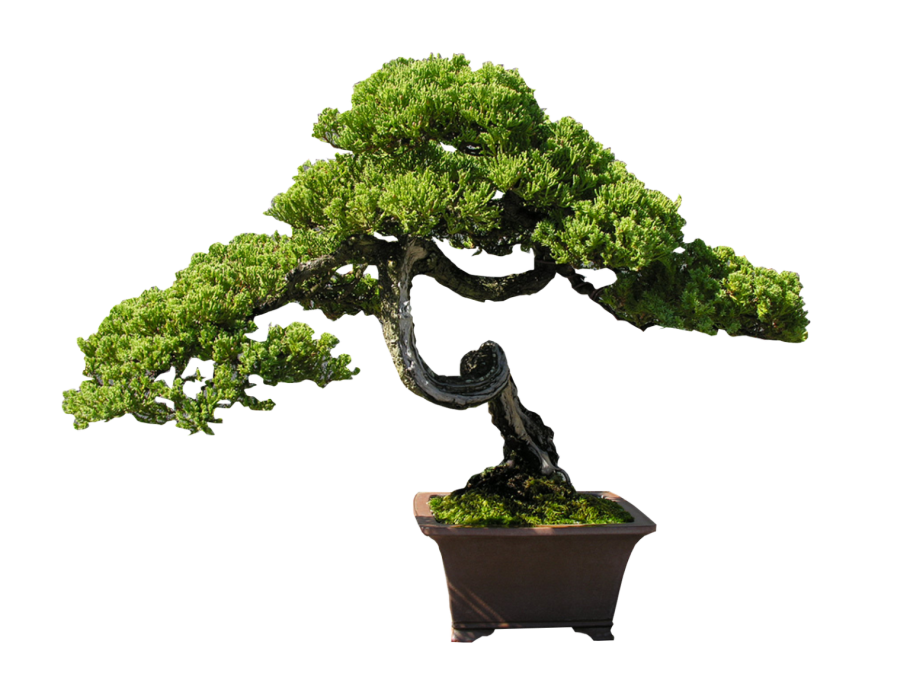 Bonsai Trees-1.1.4-b170